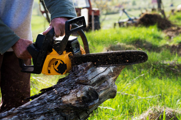 How Our Tree Care Process Works  in  Pottsville, AR